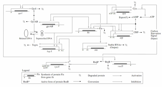 Network of global regulators involved in the carbon starvation response of E. coli. Network of global regulators involved in the carbon starvation response of E. coli.