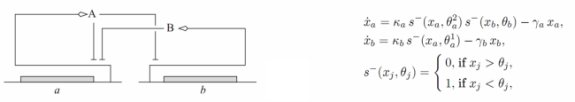 Left : Example of a genetic regulatory network of two genes (a and b), each coding for a regulatory protein (A and B). Protein B inhibits the expression of gene a, while protein A inhibits the expression of gene b and its own gene. Right : PL model with step functions describing this genetic regulatory network. Left : Example of a genetic regulatory network of two genes (a and b), each coding for a regulatory protein (A and B). Protein B inhibits the expression of gene a, while protein A inhibits the expression of gene b and its own gene. Right : PL model with step functions describing this genetic regulatory network.
